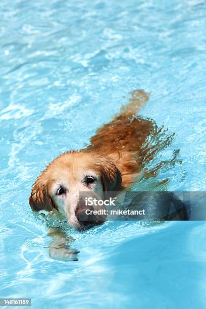 A Golden Retriever Dog Swimming In Clear Waters Stock Photo - Download Image Now - Animal, Blue, Dog