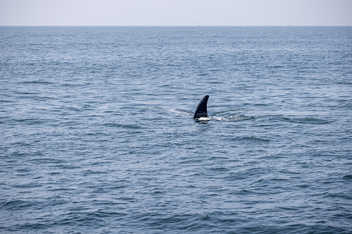 Orca whale swimming in the Gulf of Alaska.