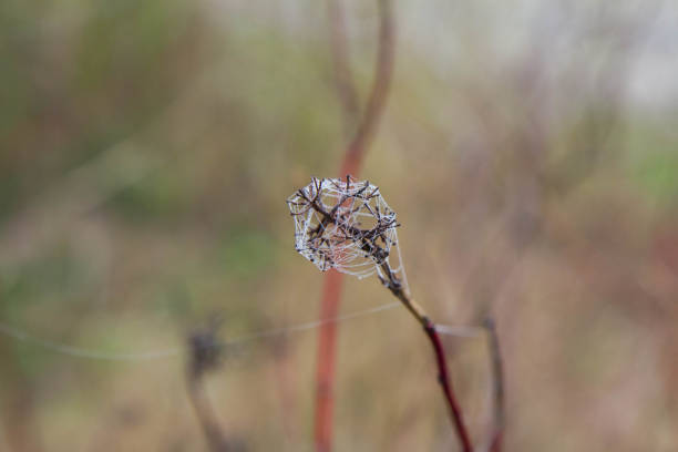 Spiderweb wounded up around a top of a twig