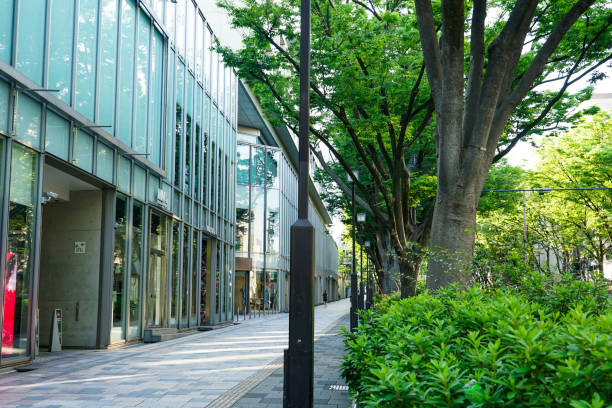 istock Omotesando zelkova trees shining in the spring morning sun (Shibuya-ku, Tokyo) 1481616219