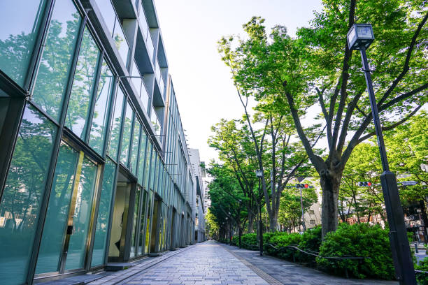 春の朝日に輝く表参道ケヤキ(東京都渋谷区) - omotesando hills ストックフォトと画像