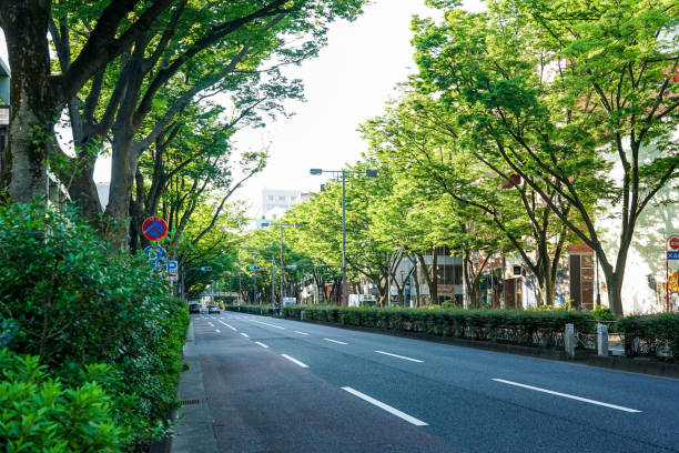 istock Omotesando zelkova trees shining in the spring morning sun (Shibuya-ku, Tokyo) 1481616596