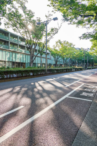 istock Omotesando zelkova trees shining in the spring morning sun (Shibuya-ku, Tokyo) 1481616722