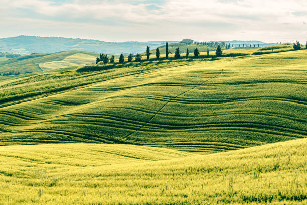 istock Spring landcape of Tuscany, Val d'Orcia, Italy 1481616935