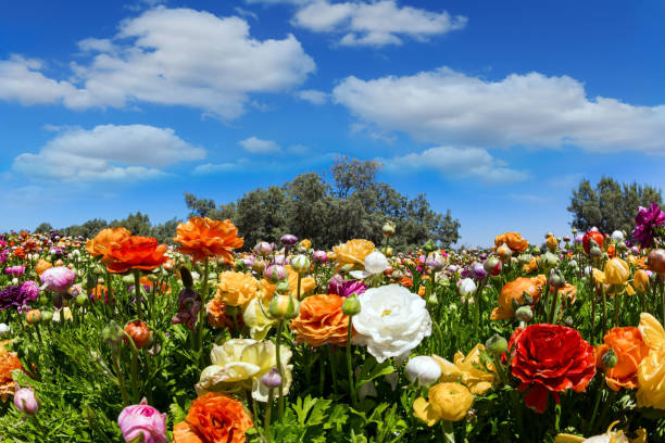 istock The garden flowers 1481617953