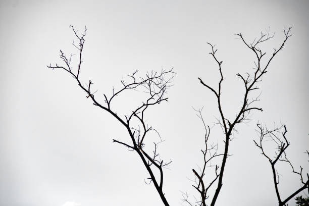 istock Silhouette of  branch. 1481618123