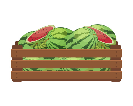 Wooden box with whole and cut watermelons. Healthy food, fruits, agriculture illustration, vector