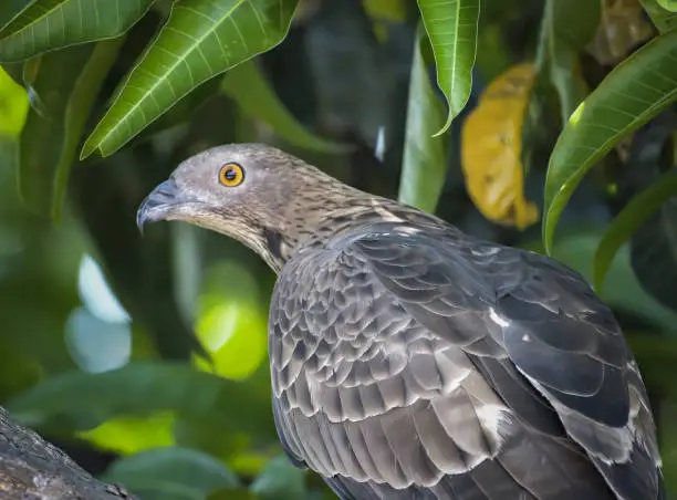 A tropical raptor