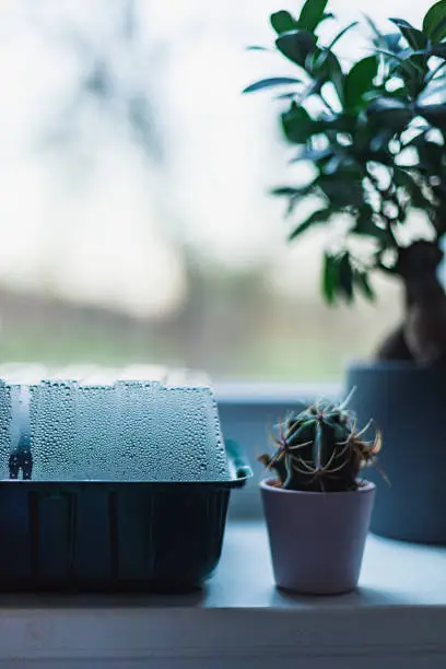Young plants grown from seed in the mini-greenhouse at home on the windowsill, beneath a cactus. NRW, Germany