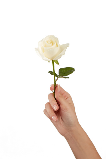 Female Hand Holds Roses On White