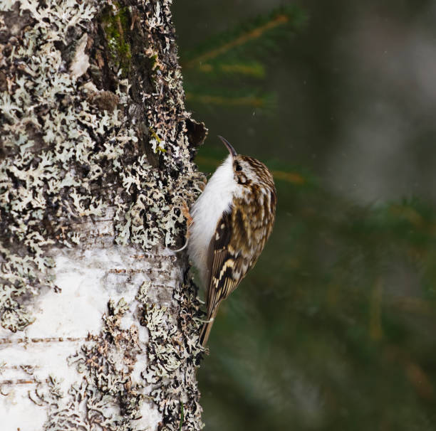 istock Eurasian treecreeper or common treecreeper (Certhia familiaris) searching for food in the forest in early spring in light snowfall. 1481622117