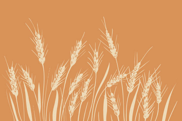 Field of ears of wheat. Heap of ears of wheat, dried whole grains. Cereal harvest, agriculture, organic farming. Background from ears of wheat drawn by hand. Design element.Vector Field of ears of wheat. Heap of ears of wheat, dried whole grains. Cereal harvest, agriculture, organic farming. Background from ears of wheat drawn by hand. Design element.Vector illustration threshing stock illustrations