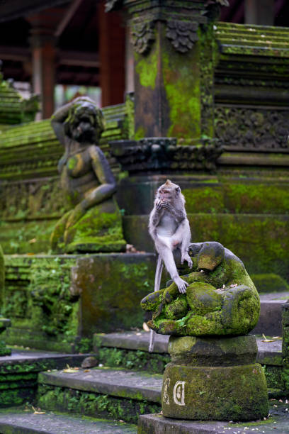 istock Monkey in Ubud temple, Bali island, Indonesia. 1481622655