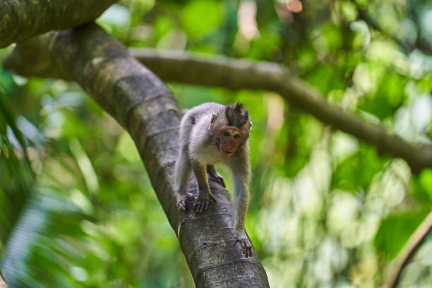 istock Squirrel monkey on a tree in the rainforest of Costa Rica 1481622657