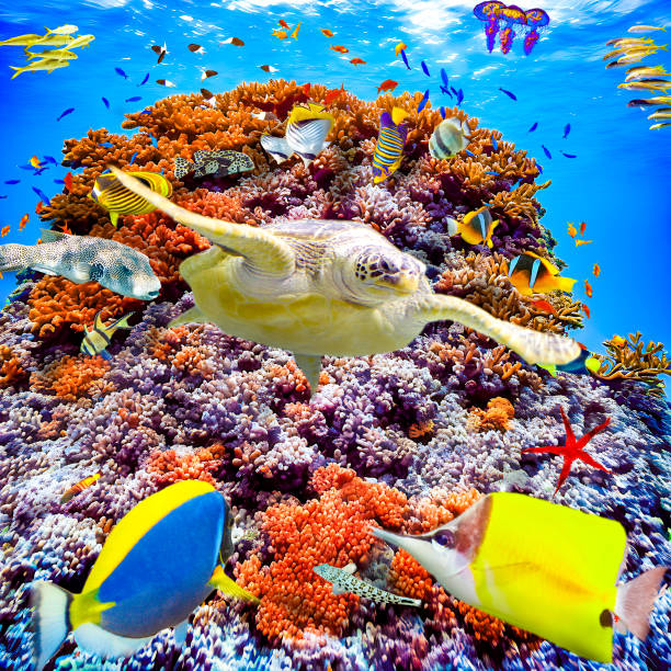 istock Underwater world in tropical ocean. 1481623664