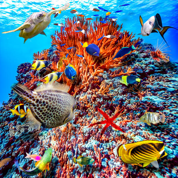 istock Underwater world in tropical ocean. 1481623727