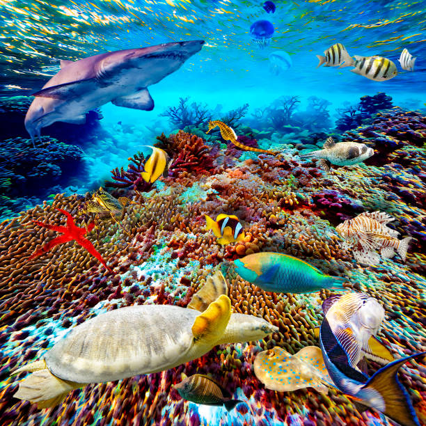 istock Underwater world in tropical ocean. 1481623730