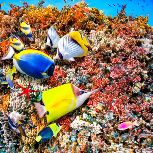 Magnificent underwater world in tropical ocean.