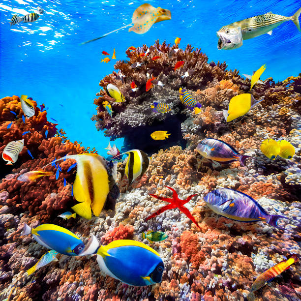 istock Underwater world in tropical ocean. 1481623853