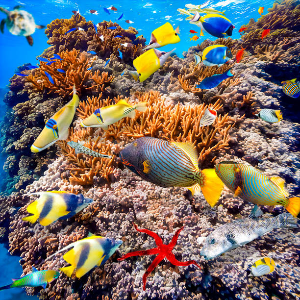 istock Underwater world in tropical ocean. 1481623861