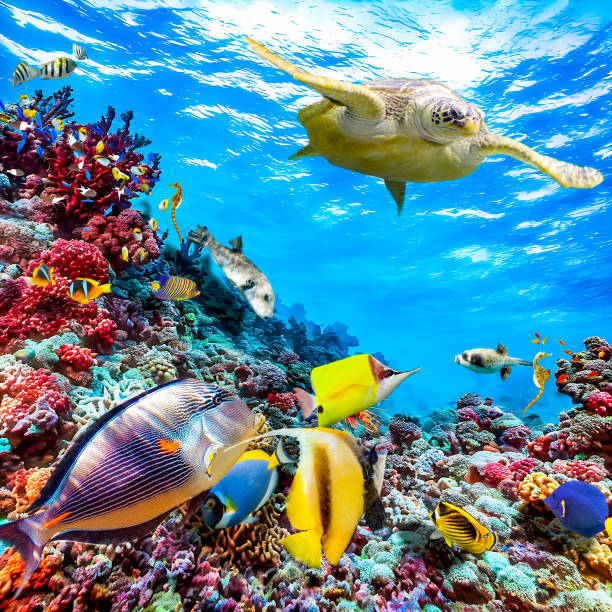 istock Underwater world in tropical ocean. 1481623891