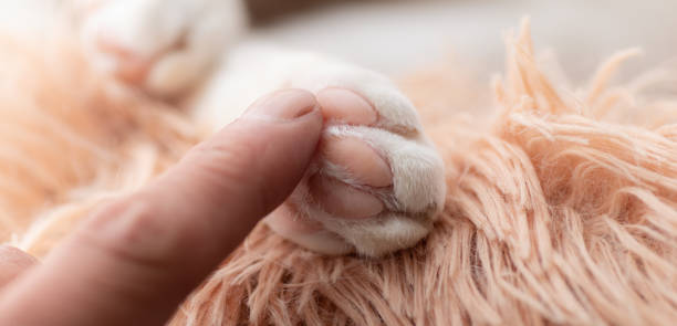 istock cat's hand and human's hand 1481624281