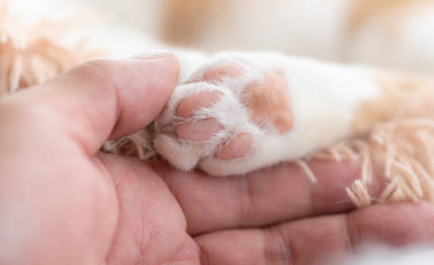 istock cat's hand and human's hand 1481624296