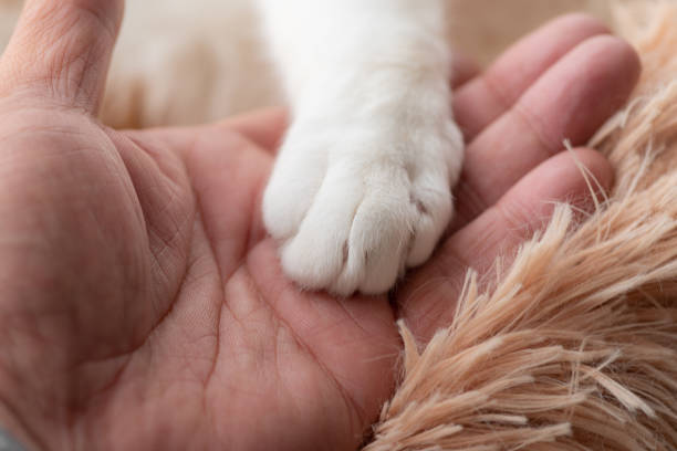 istock cat's hand and human's hand 1481624300