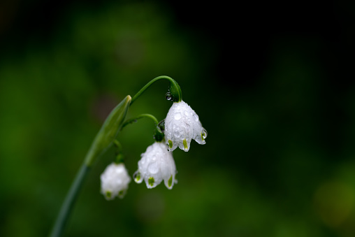white flower wet with rain