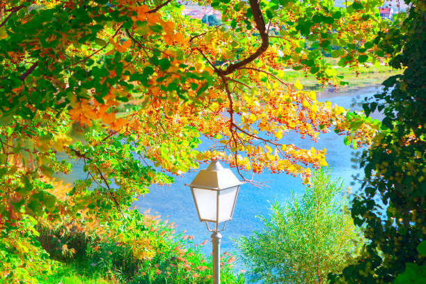 Street lamp and green leaves with sunlight