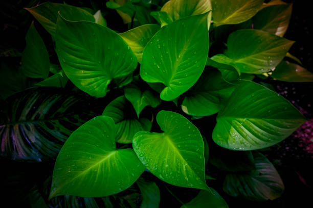 Green  tropical leaves contrast with dark background. Environmental and nature concept.