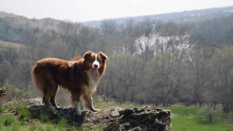 Dog on walk obediently waits. Aussie red tricolor with cropped tail in nature. Brown Australian Shepherd stands on big stone at top of a hill and smiles, sticking out tongue.