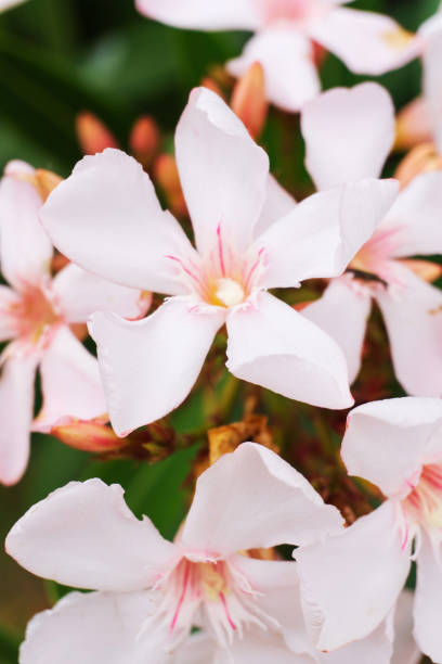 istock Pale pink oleander flowers close up 1481626050