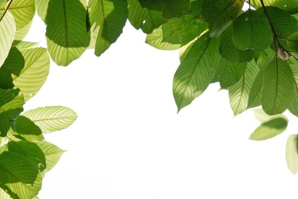 istock In Selective focus Kratom leaves with branches on white isolated background for green foliage backdrop 1481626398