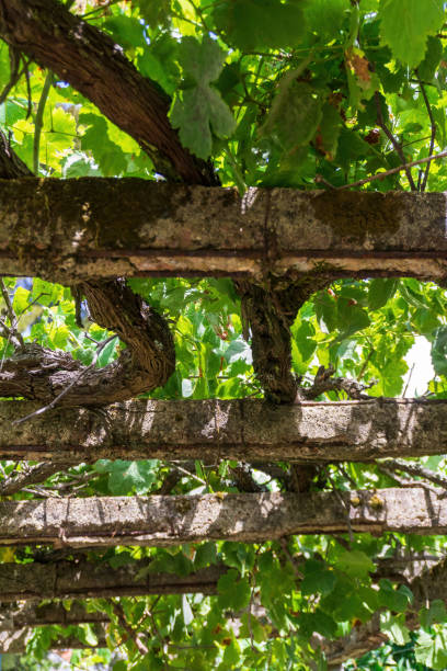 istock Branches of grapes on concrete beams 1481626405