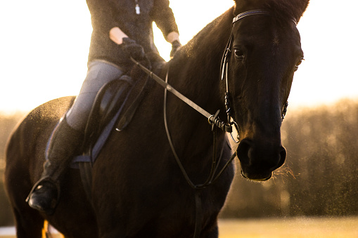 Female horse rider riding outdoors on her lovely horse