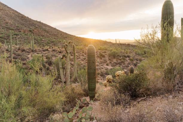 istock the sun is setting behind a desert area with cactus trees 1481628136