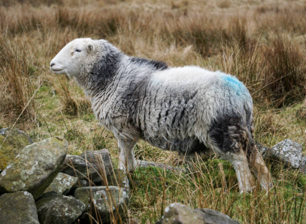 istock Herdwick sheep on a grey autumnal day standing proud 1481628589