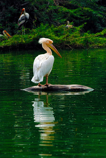 Today, because of overfishing in certain areas, White Pelicans are forced to fly long distances to find food. Great white pelicans are exploited for many reasons. Their pouch is used to make tobacco bags, Their skin is turned into leather, the guano is used as fertiliser, and the fat of young pelicans is converted into oils for traditional medicine in China and India. Human disturbance, loss of foraging habitat and breeding sites, and pollution are all contributing to the decline of the Great White Pelican.