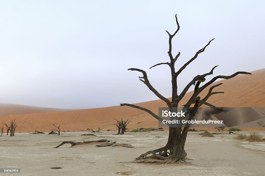 외로운 나무 스켈레톤, Deadvlei, 나미비아 - 로열티 프리 0명 스톡 사진