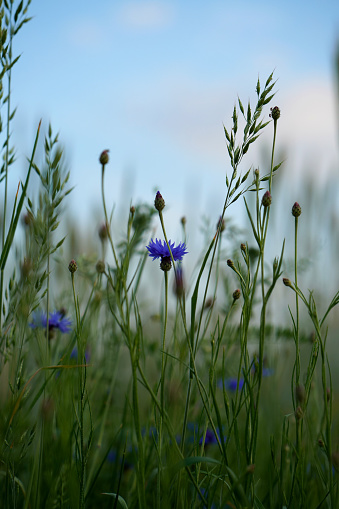 Blue cornflower surrounded by  the grass