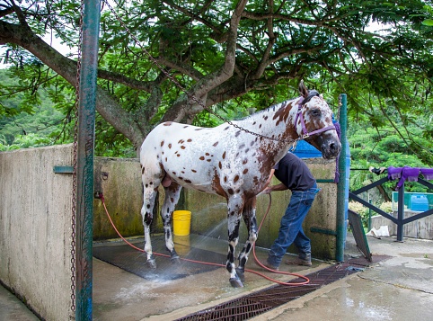 A farmer is pictured diligently washing their horse in a rural setting