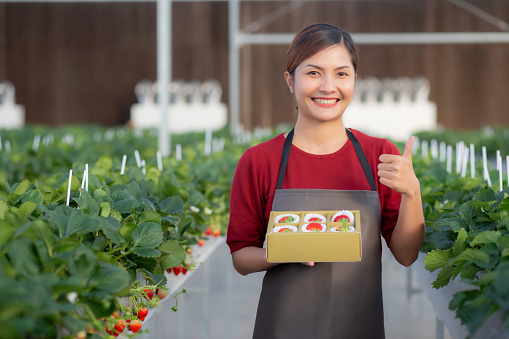 Portrait beautiful young asian woman holding box strawberry in farm at greenhouse, female harvest ripe strawberry in package with happy, agriculture and cultivation, small business concept.