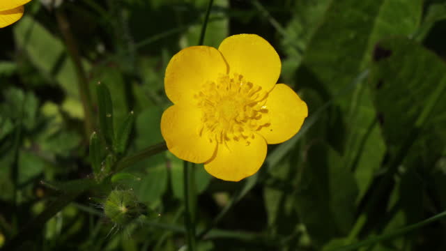 Wind and Buttercup, ranunculus sp., Yellow Flower, Normandy Countryside In France, 4K Real Time