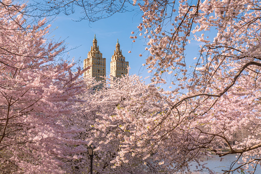 Blooming Yoshino Cherry trees by The Lake on Upper West Side. Spring in Central Park, Manhattan, New York City
