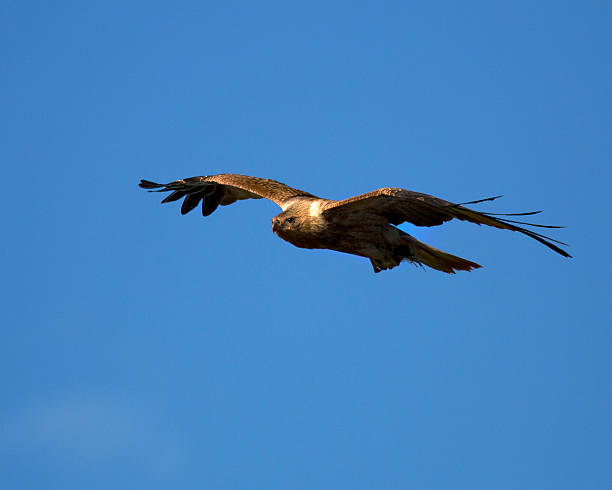 Whistling Kite ( Haliastur sphenurus) bird Whistling kite flying found in Australia haliastur sphenurus stock pictures, royalty-free photos & images