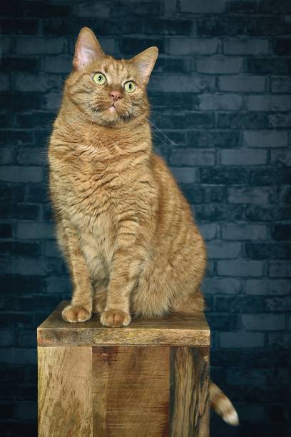 istock Cute tabby cat sitting on wooden column and looking funny away. Vertical image. 1481635437