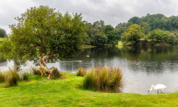 istock Loughrigg Tarn, Cumbria, Lakes District, England 1481635472