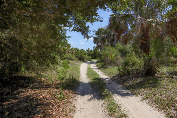 cumberland island beach estrada - cumberland island georgia island history - fotografias e filmes do acervo