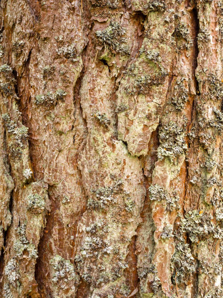 corteza de alerce europeo en camore forrest, sutherland, highlands, escocia, reino unido - european larch fotografías e imágenes de stock